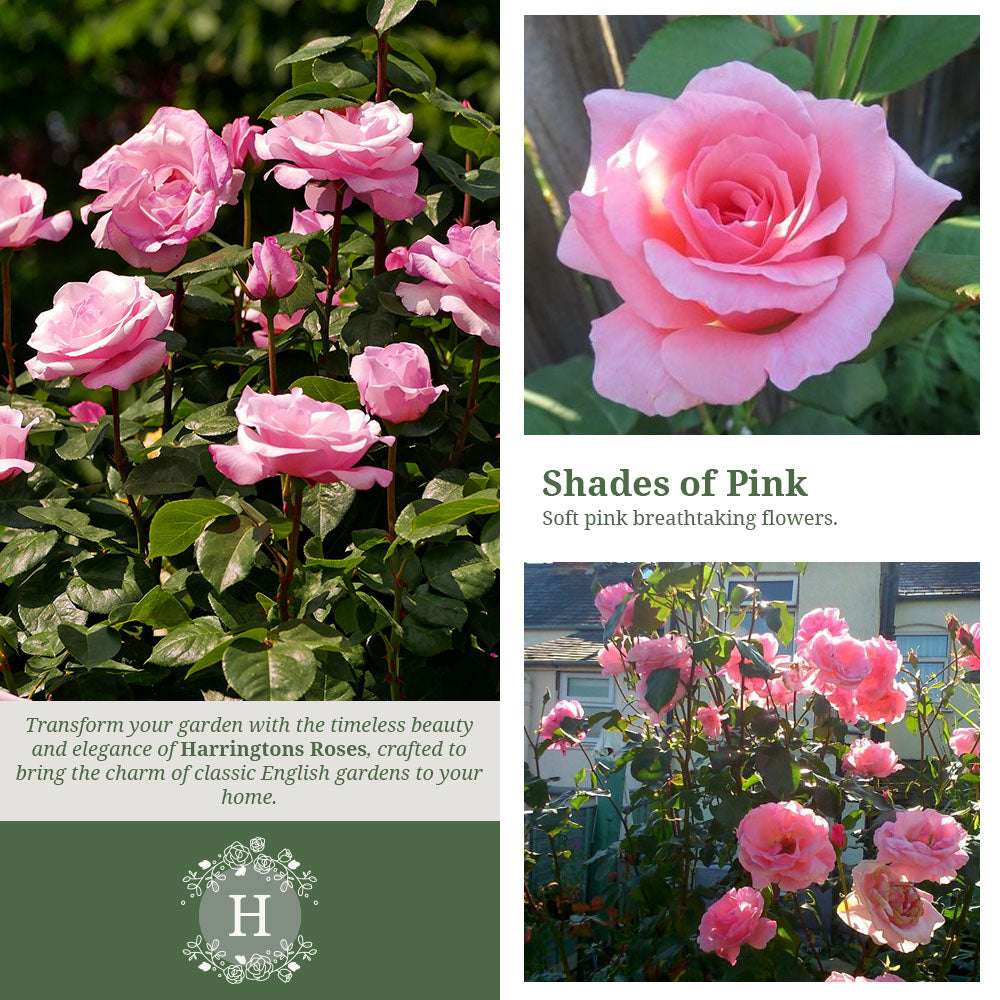 Rosa Queen Elizabeth