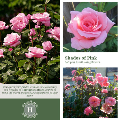 Rosa Queen Elizabeth