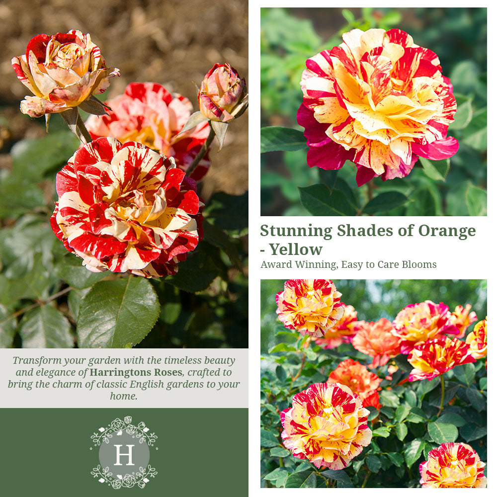 Rosa Oranges and Lemons