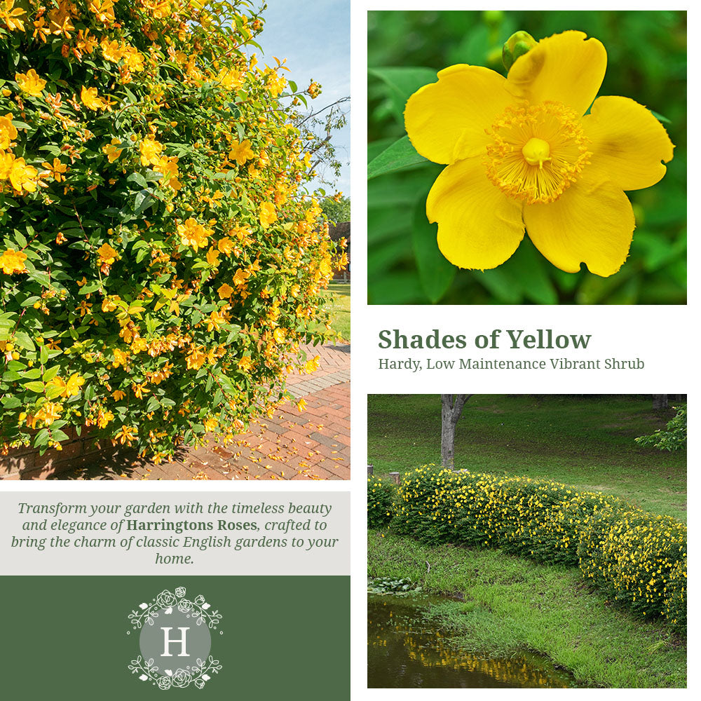 Rosa Hypericum Hidcote