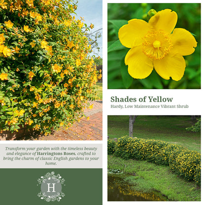 Rosa Hypericum Hidcote