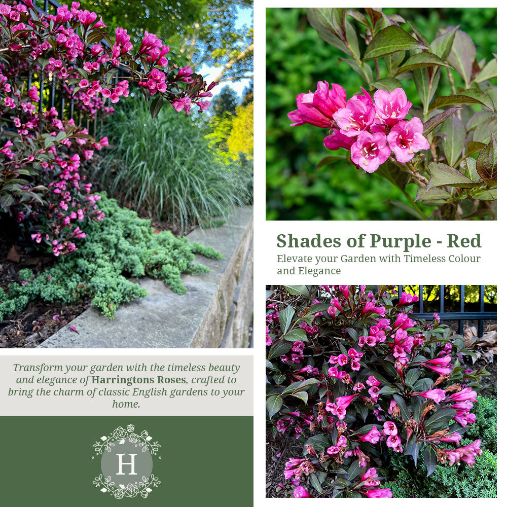 Rosa 'Weigela florida Foliis Purpureis'