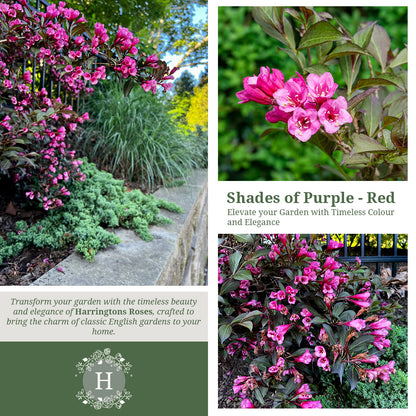 Rosa 'Weigela florida Foliis Purpureis'