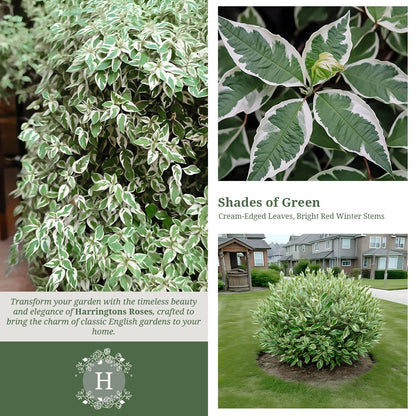 Cornus Alba Elegantissima