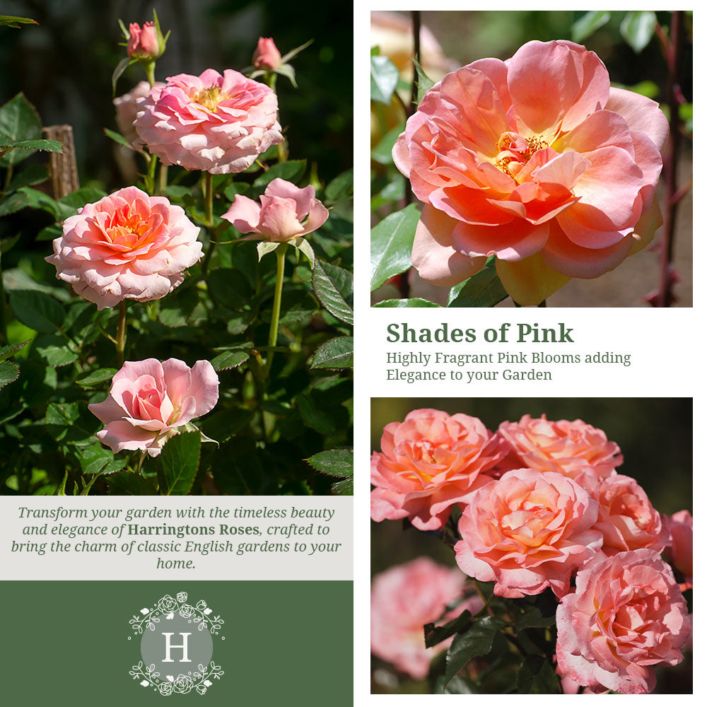 Fragrant Delight Rose
