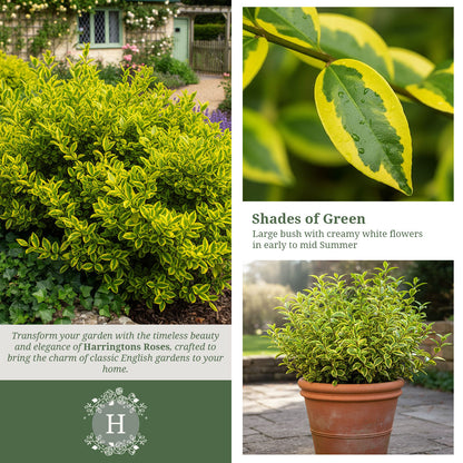 Ligustrum Ovalifolium Aureum