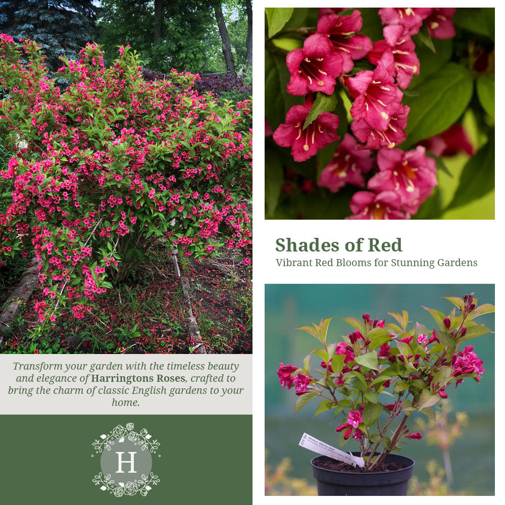 Rosa Weigela Bristol Ruby