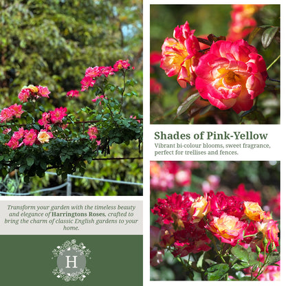 'Masquerade' Rose