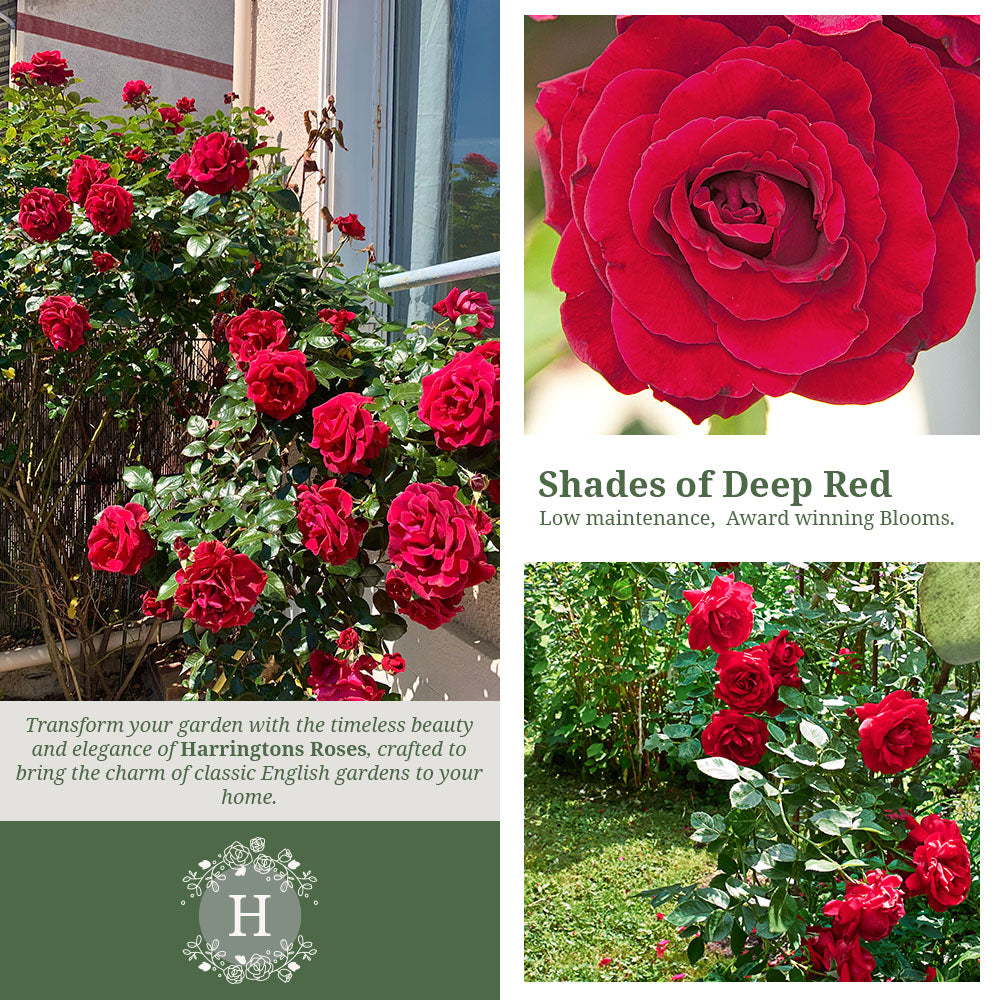 Rosa Royal William