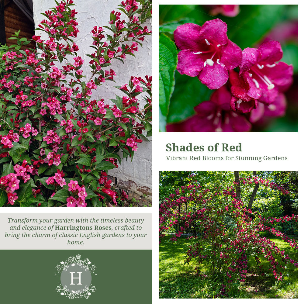 Rosa Weigela Bristol Ruby