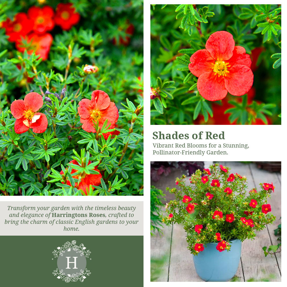 Rosa Potentilla Marian Red Robin