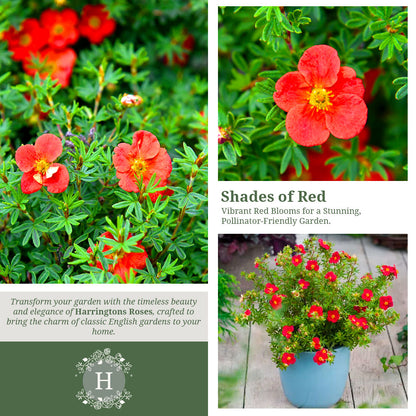 Rosa Potentilla Marian Red Robin