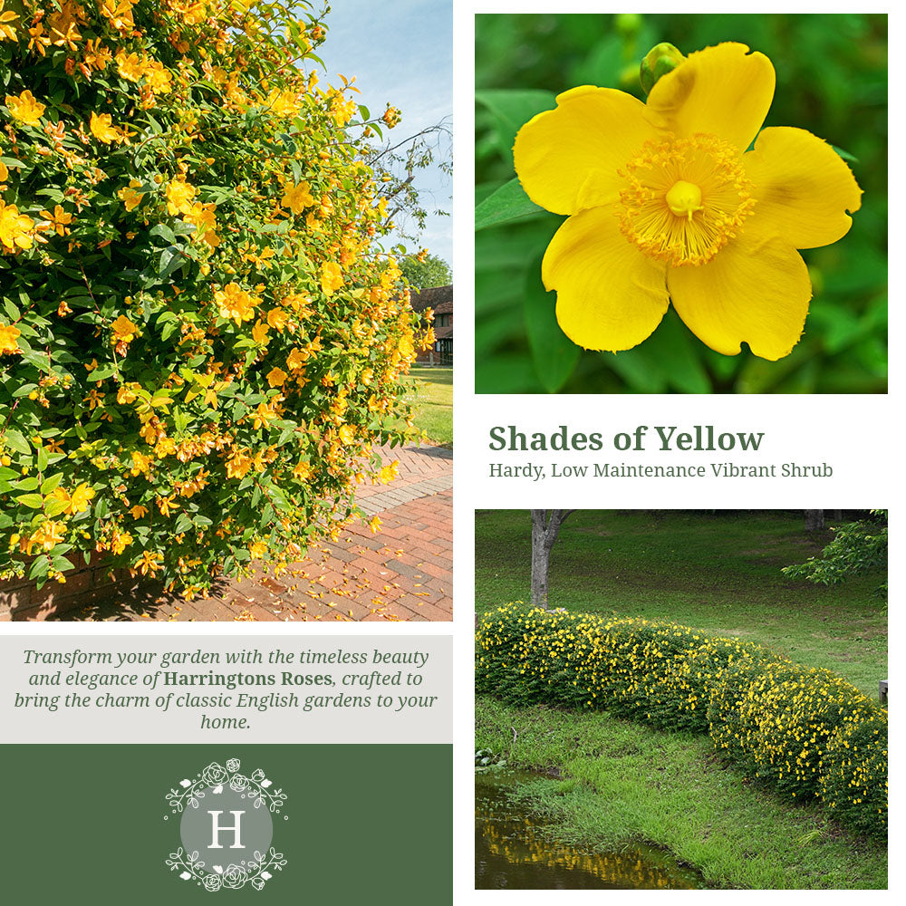 Rosa Hypericum Hidcote
