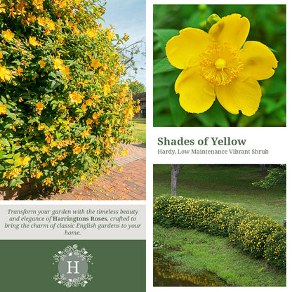 Rosa Hypericum Hidcote