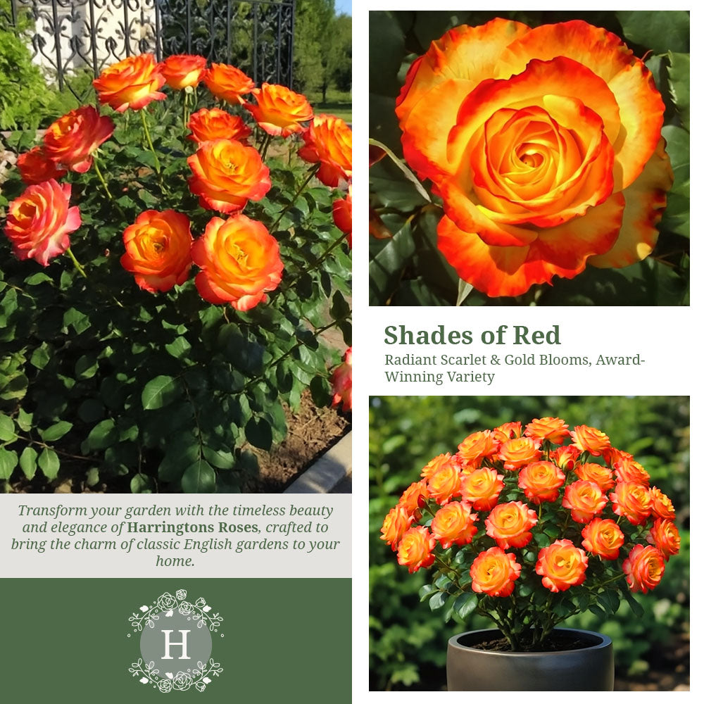 Rosa Tequila Sunrise