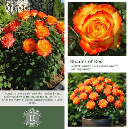 Rosa Tequila Sunrise