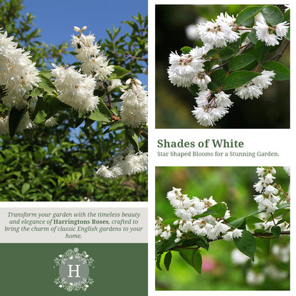 Rosa Deutzia Scabia