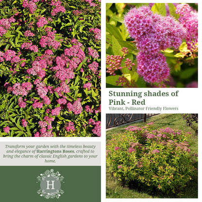 Rosa Spirea Goldflame