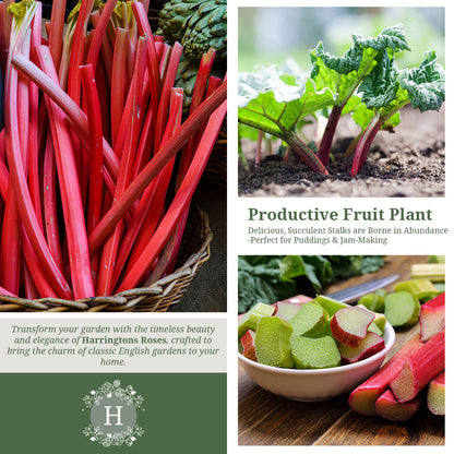 Rhubarb Timperley Early