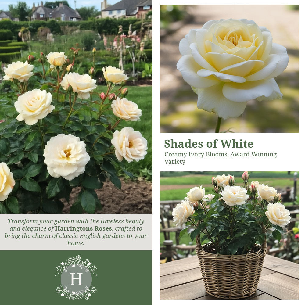 Rosa Champagne Moment