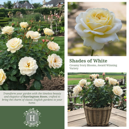 Rosa Champagne Moment