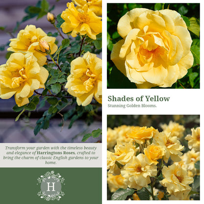 Maigold Rose
