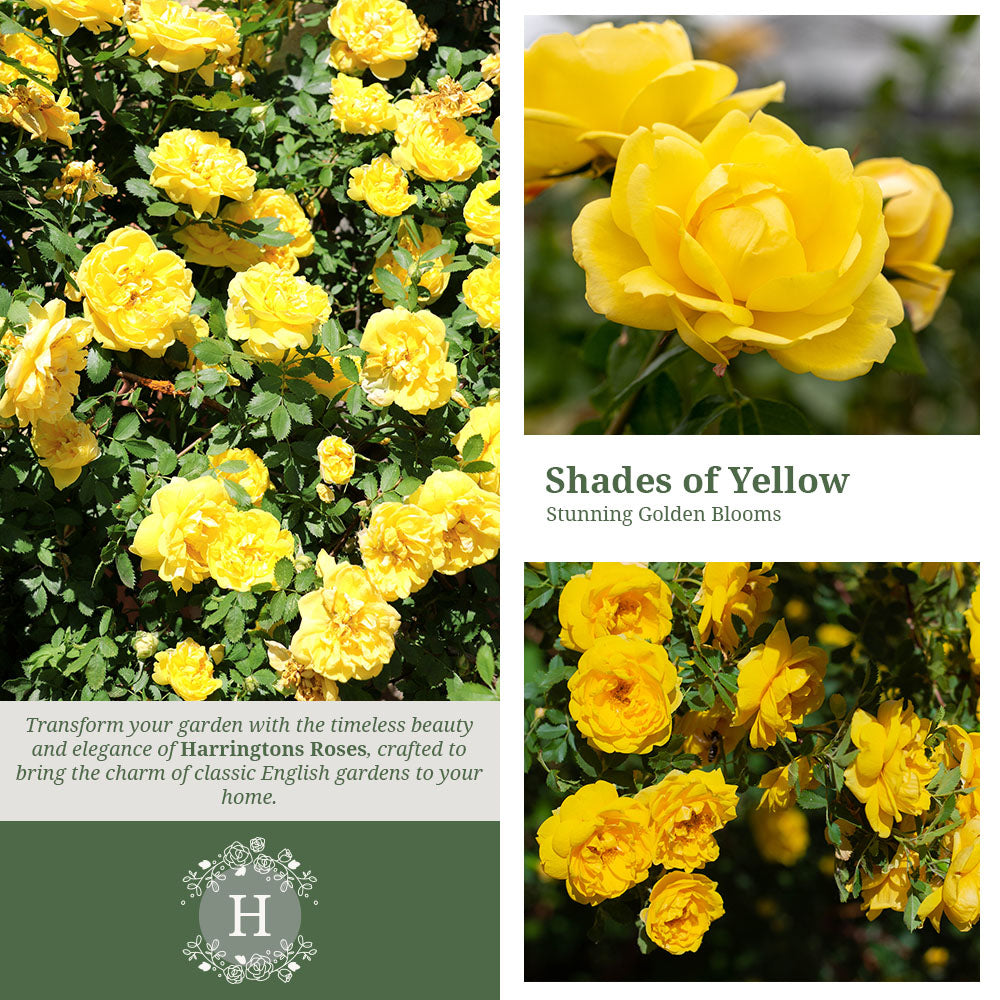 Golden Showers Rose