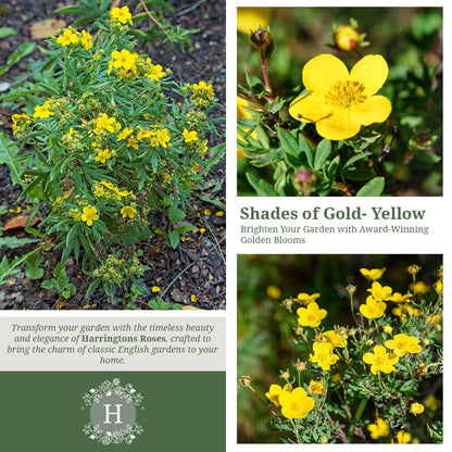 Rosa Potentilla Goldfinger