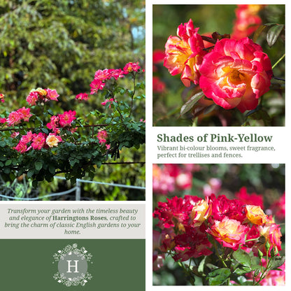 'Masquerade' Rose
