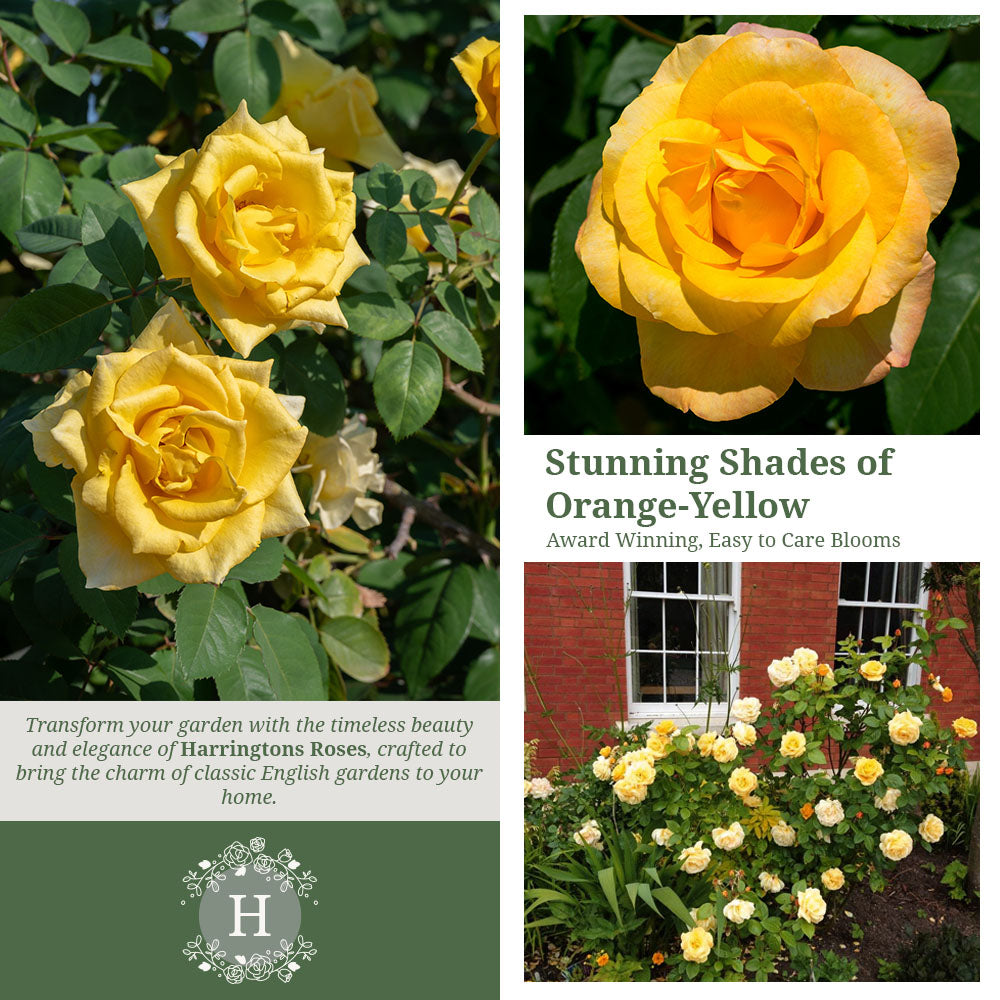 Rosa 'Arthur Bell'