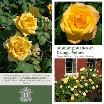 Rosa 'Arthur Bell'