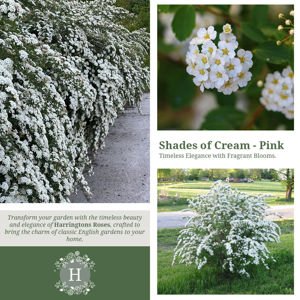 Rosa Spirea Vanhouttei Pink Ice