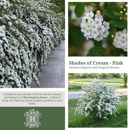 Rosa Spirea Vanhouttei Pink Ice