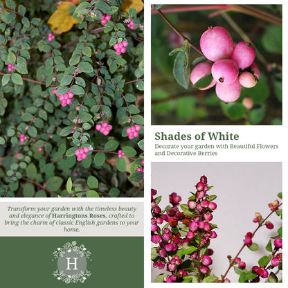 Rosa Symphoricarpos Chenaultii