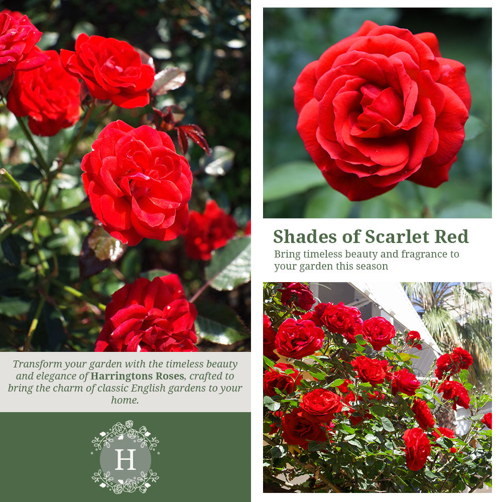 Rosa Trumpeter