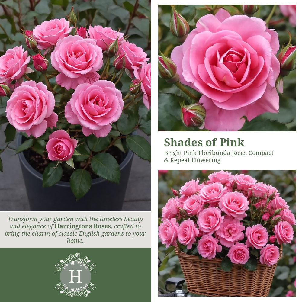 Rosa As Good As It Gets