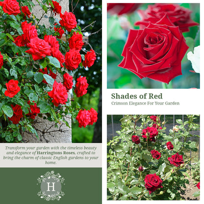 'Ena Harkness' Rose