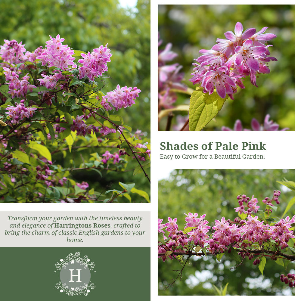 Deutzia Rosea