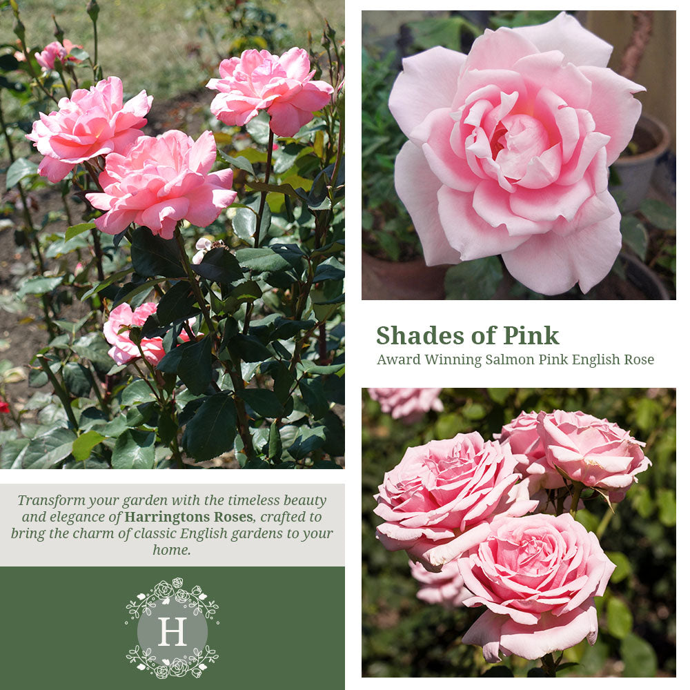 Compassion Rose