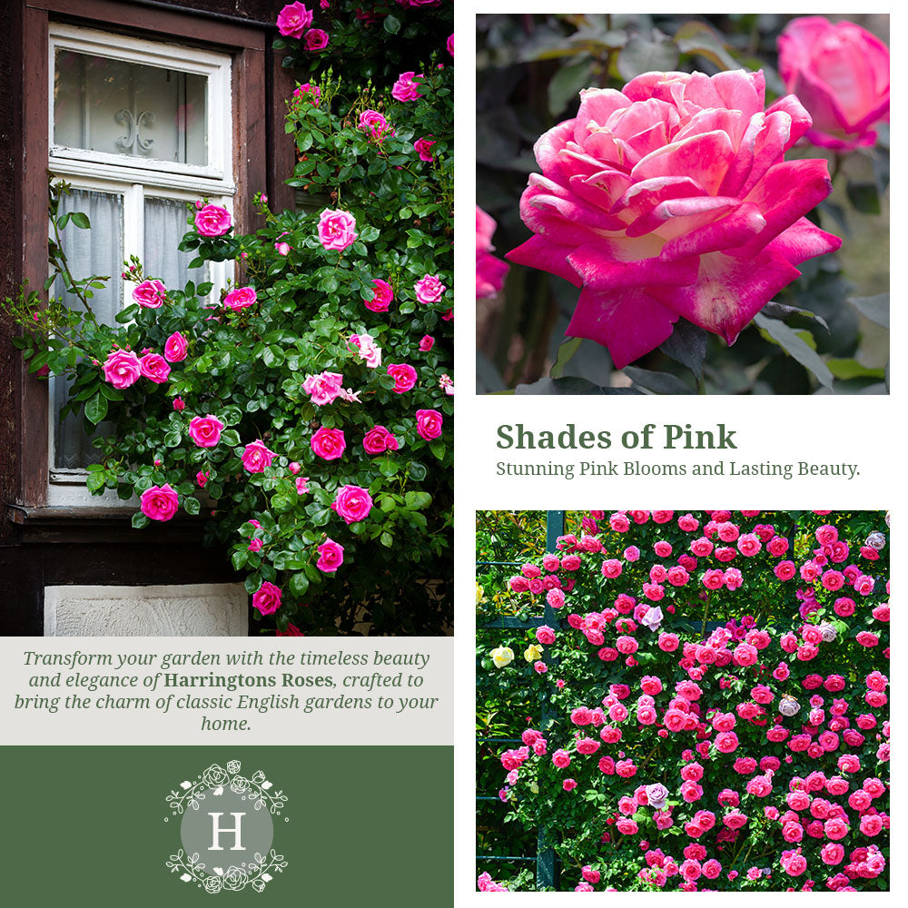 Rosa ‘Zephirine Drouhin’