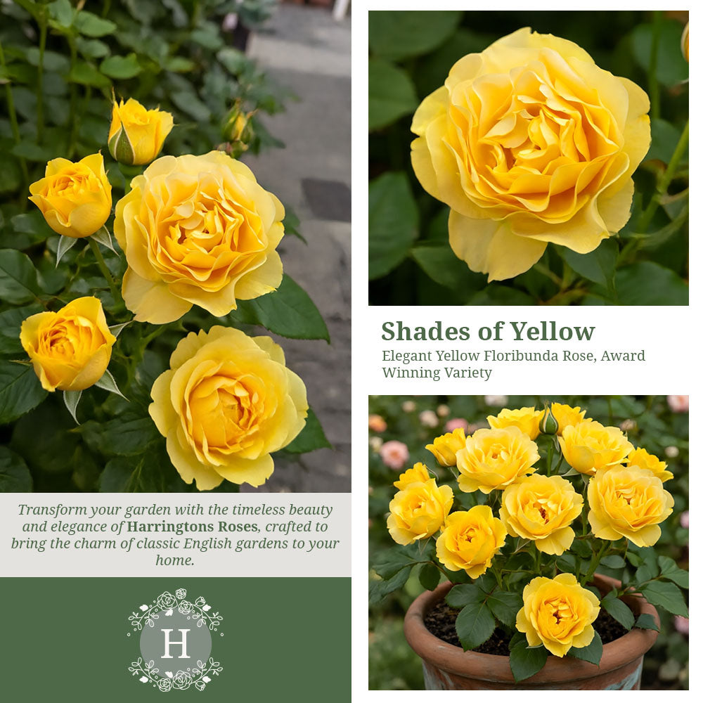 Rosa Absolutely Fabulous