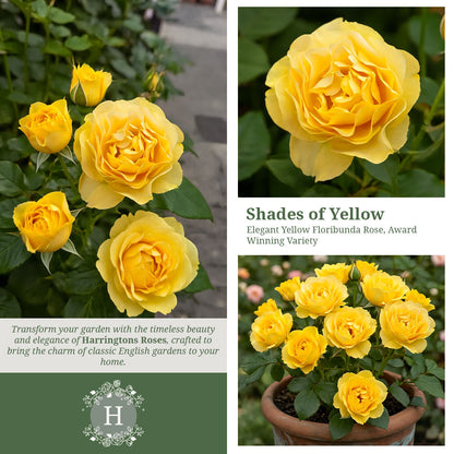 Rosa Absolutely Fabulous