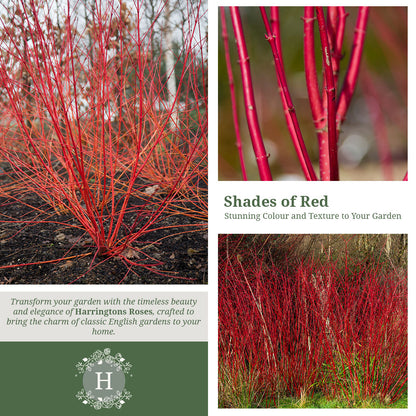 Rosa Cornus Alba Sibirica