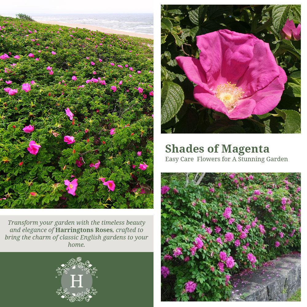 Rosa Rugosa 'Rubra'