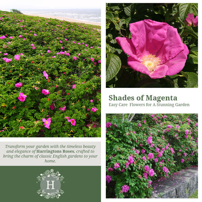 Rosa Rugosa 'Rubra'