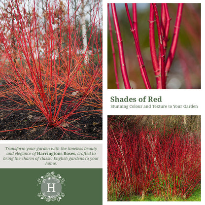 Rosa Cornus Alba Sibirica