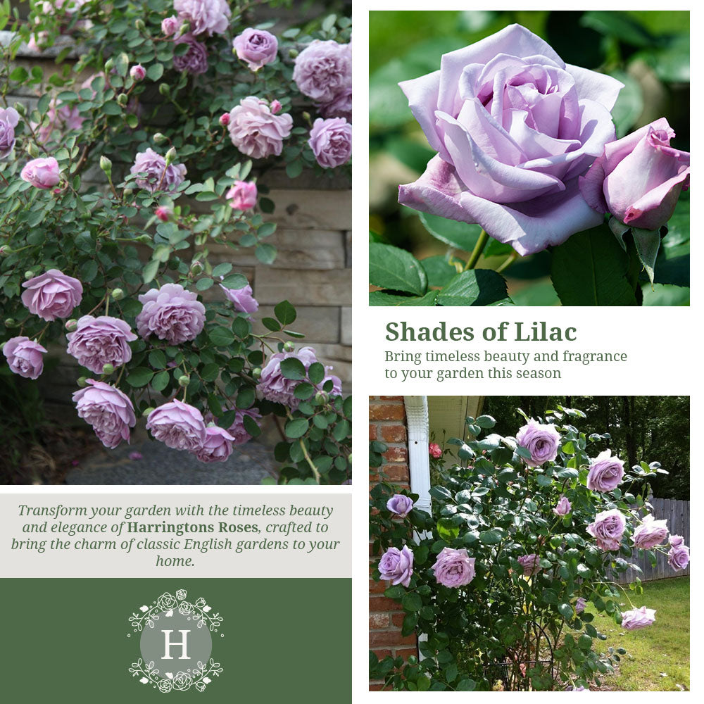 Rosa Blue Moon