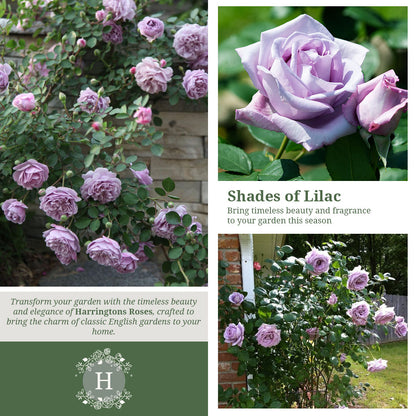 Rosa Blue Moon