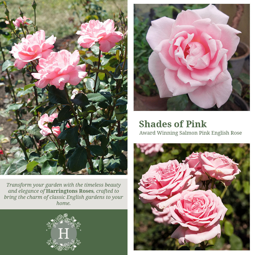 Compassion Rose
