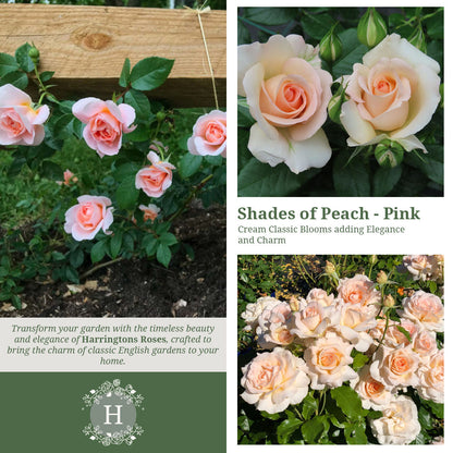 Rosa Chandos Beauty